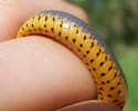 photo thumbnail #9