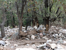photo thumbnail #14