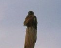 photo thumbnail #14