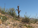 photo thumbnail #9