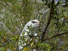 photo thumbnail #4