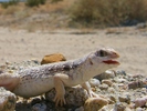 photo thumbnail #13