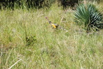 photo thumbnail #14