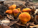 photo thumbnail #4