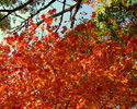 photo thumbnail #11