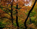 photo thumbnail #12