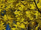 photo thumbnail #11
