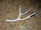 photo thumbnail #12