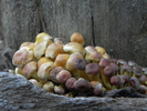 photo thumbnail #6
