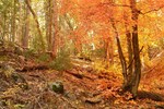 photo thumbnail #8