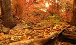 photo thumbnail #10