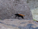 photo thumbnail #10
