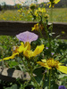 photo thumbnail #11