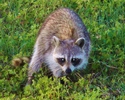 photo thumbnail #10