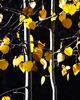 photo thumbnail #15