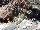 photo thumbnail #5