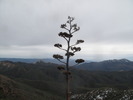 photo thumbnail #10