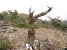 photo thumbnail #12