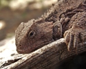 photo thumbnail #2