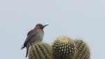 photo thumbnail #1