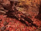 photo thumbnail #10