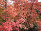 photo thumbnail #14