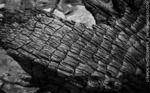 photo thumbnail #15
