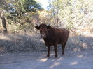 photo thumbnail #5