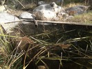 photo thumbnail #11