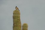 photo thumbnail #2