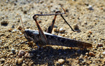photo thumbnail #6