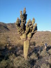 photo thumbnail #9