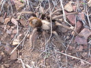 photo thumbnail #13