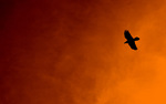 photo thumbnail #14
