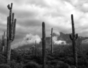 photo thumbnail #1