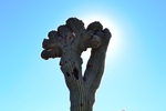 photo thumbnail #2