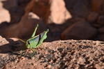 photo thumbnail #3