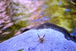 photo thumbnail #11