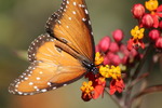 photo thumbnail #13