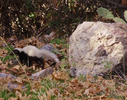 photo thumbnail #10