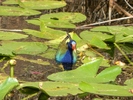 photo thumbnail #9