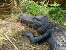 photo thumbnail #10