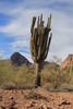photo thumbnail #7