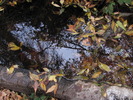 photo thumbnail #9