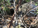 photo thumbnail #15