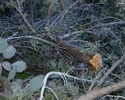 photo thumbnail #8