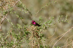 photo thumbnail #14