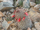 photo thumbnail #4