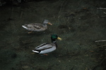 photo thumbnail #13