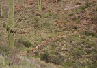 photo thumbnail #4